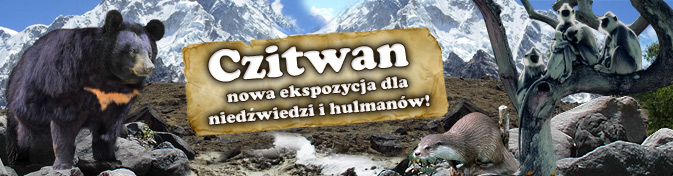 zoo ostrava - czitwan niedzwiedzi i hulmani