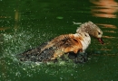 husice orinocká