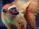 lemur Sclaterův