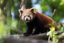 panda červená