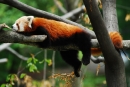 panda červená