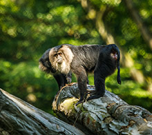 A New Exhibit for Lion-tailed Macaques