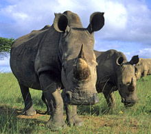 Kampaň na záchranu volně žijících nosorožců