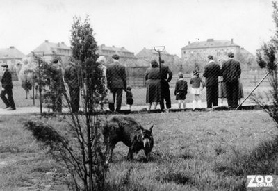 Klokan rudý (r. 1954)