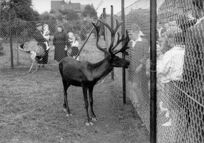 Samec soba získaný ze Zoo Praha v r. 1955