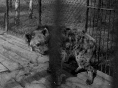 Hyena skvrnitá (r. 1958)