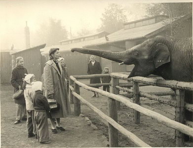Slon indický Pepík (r. 1959)