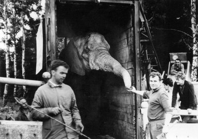 Slon africký „Petr“ opustil transportní bednu až po 47 hodinách po příjezdu