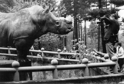Chov nosorožců tuponosých trval od r. 1974 do r. 2010