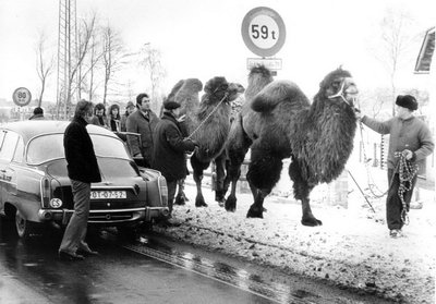 Transport páru velbloudů pocházejících z Kazachstánu (r. 1977)