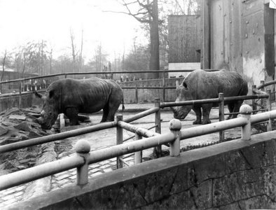 Nosorožci tuponosí „Natal“ a „Dinah“ se ve venkovním výběhu celých 17 let střídali se slonicí Soňou