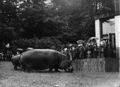 Hroši ve venkovním výběhu (r. 1979)