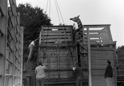 Transport žirafy Rothschildovy (r. 1987)