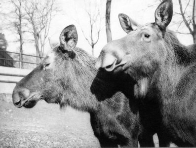 Losi byli v ostravské zoo chováni v letech 1972–1980