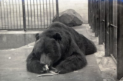 Medvědi kodiaci byli chováni v letech 1986–2000, jejich klece byly již zdemolovány