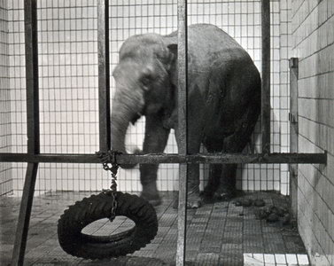 Slonice Soňa v původním pavilonu slonů