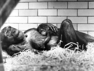Velkým úspěchem r. 1997 bylo narození šimpanzí samičky „Ziry“