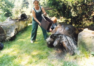 Želvy obrovské byly v Zoo Ostrava chovány od r. 1976 do r. 2005, na fotografii samec „Fifin“