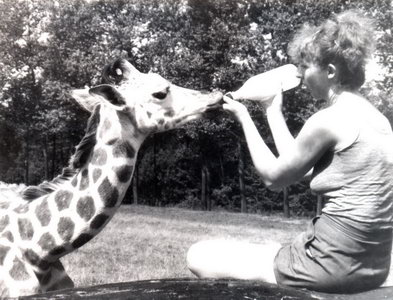 Umělý odchov samičky žirafy Rothschildovy „Benty“