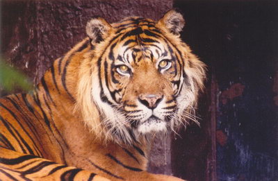 Tygři sumaterští byli chování od r. 1968 do r. 2006