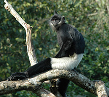 Delacour’s Langur Project 