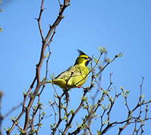 Proyecto Cardenal Amarillo