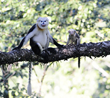 Langur indočínský 