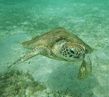 We protect sea turtles