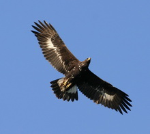 Return of the golden eagle to the Czech Republic