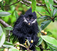 Endangered Primate Rescue Center