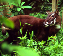 Saola Working Group 