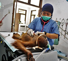 Sumatran Orangutan Conservation Programme 