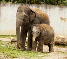 Výzkum sloních nemoc
