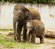 Elephant Disease Research