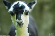 Lama alpaka