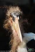 Marabu africký
