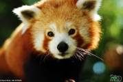 Panda červená
