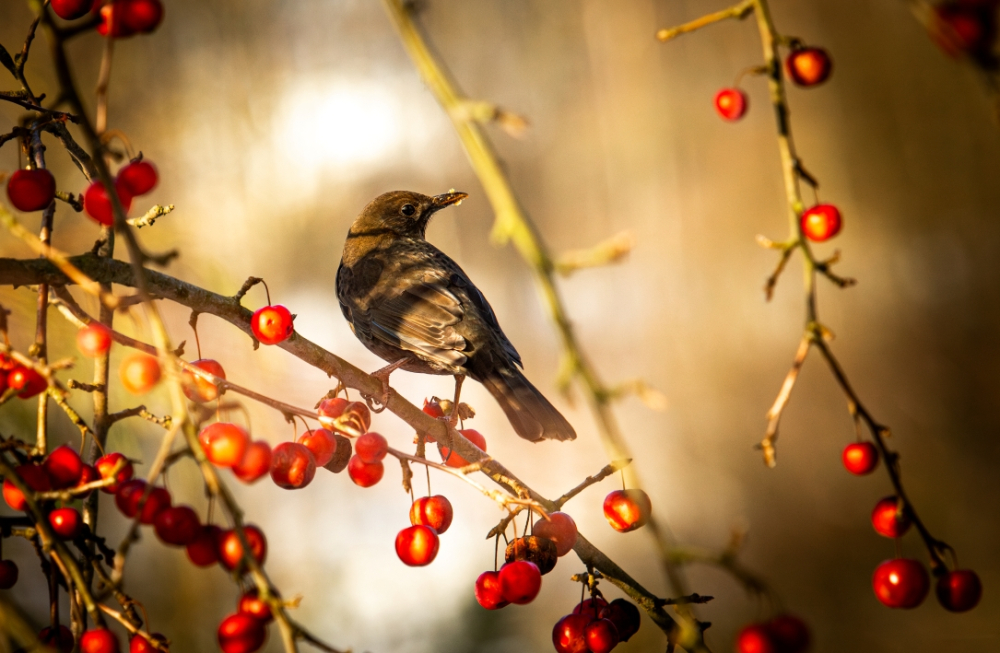 Procházka zimní přírodou