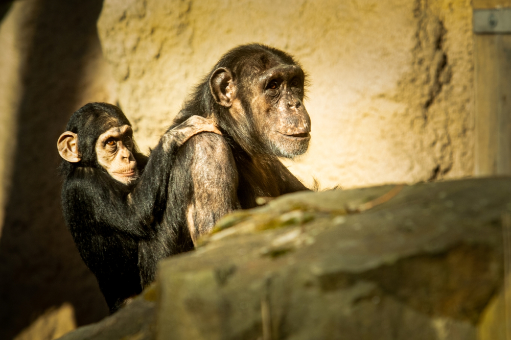 Speciální komentované setkání u šimpanzů
