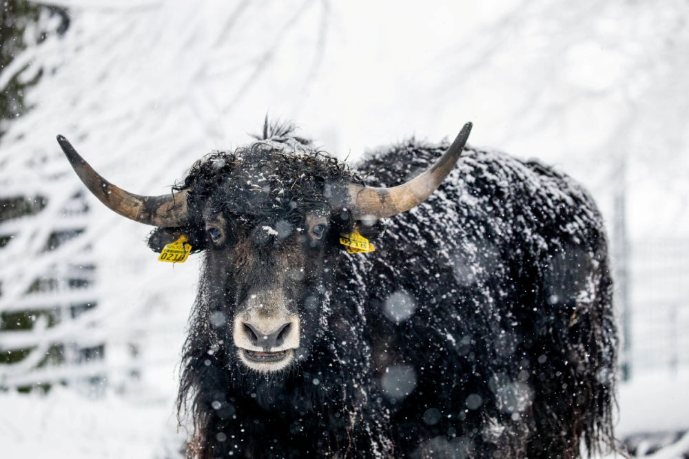 Návštěva zákulisí s ředitelem zoo
