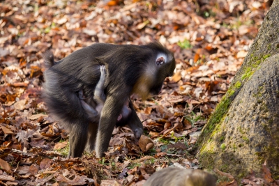 Mandril rýholící, foto Pavel Vlček