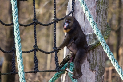 Mandril rýholící, foto Pavel Vlček