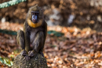 Mandril rýholící, foto Pavel Vlček