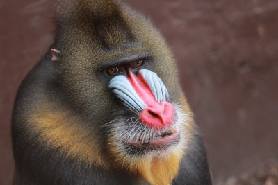 Mandril rýholící, foto Pavel Vlček