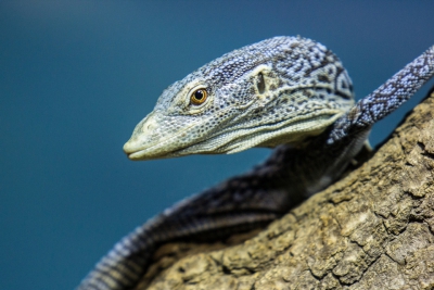 varan modrý