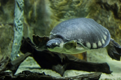 karetka novoguinejská