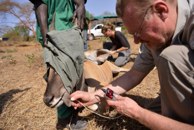 Veterinář Jiří Váhala kontroluje životní funkce uspané antilopy Derbyho. Foto: Tom Jůnek