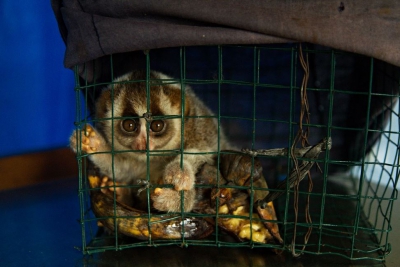 Lori kukang to jedyny na świecie jadowity przedstawiciel naczelnych. Po wewnętrznej stronie łokci posiada gruczoły wytwarzające toksynę, którą lori pokrywa skórę swoją oraz swojego potomstwa Mimo to ich populacja na wolności w wyniku działań człowieka dra