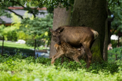 Wapiti sibiřský - foto Pavel Vlček