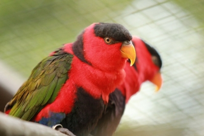 Lori tříbarvý